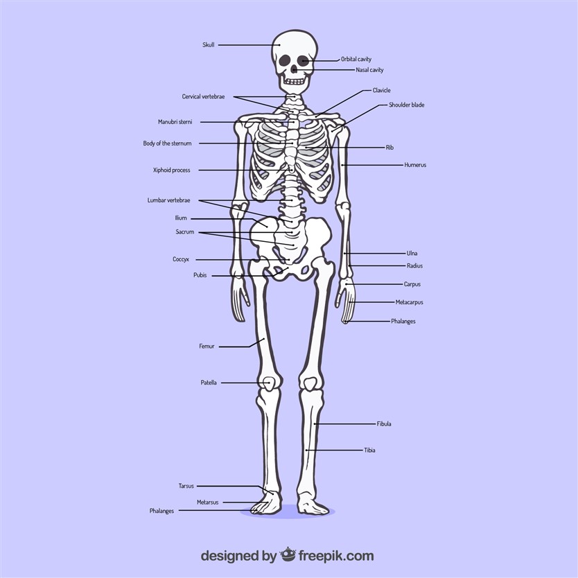 human skeleton details 