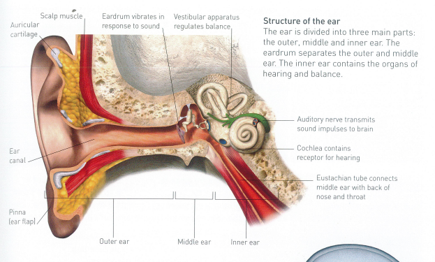 Structure of the ear 