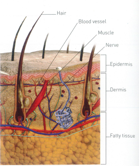 Structure of the skin Foreign Objects